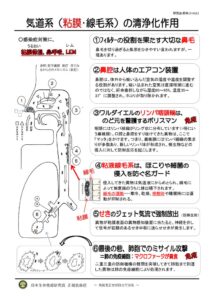 気道系(粘膜線毛系)の清浄作用、扁桃のど粘膜J15-0322（谷野）のサムネイル